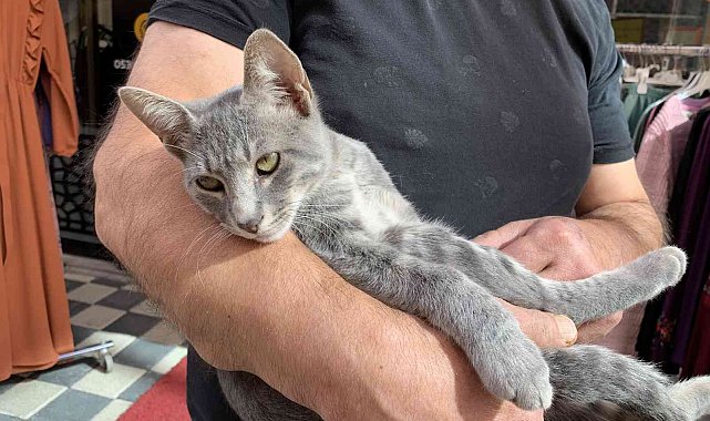 Haylaz kedi elbiseyi kaptı kaçtı, o anlar kameraya yansıdı