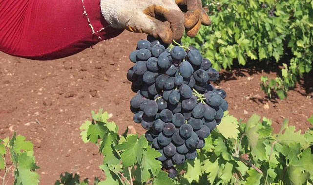 Kilis'te üzüm hasadının sonuna gelindi