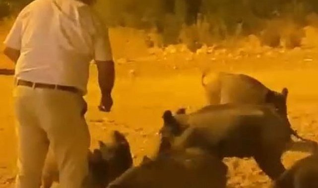 Kızının çekmeye bile korktuğu yaban domuzlarını elleriyle besledi