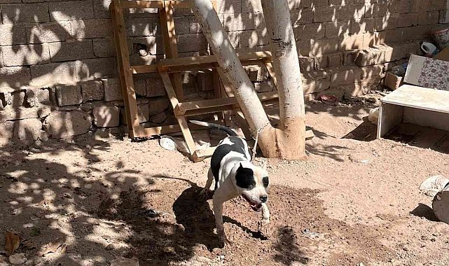 Konya'da pitbull besleyen 3 kişiye toplam 44 bin 946 lira ceza