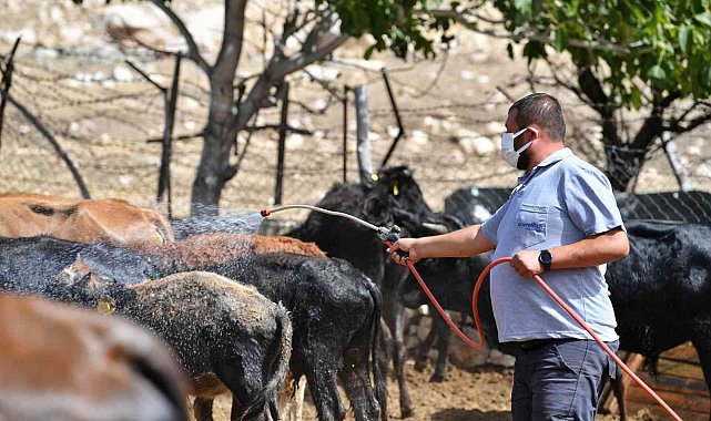 Konyaaltı Belediyesinden büyükbaş hayvanlara da ücretsiz aşı