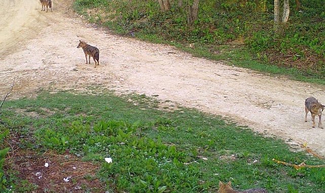 Sakarya'da ayı ve çakal sürüsü fotokapana takıldı