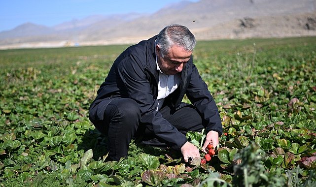 Çilekte Marka Şehir Kayseri