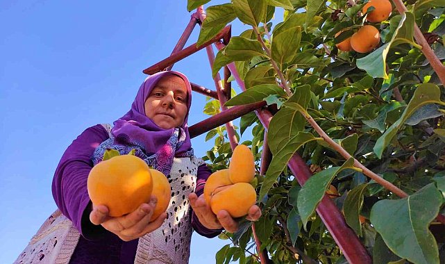 Denizli'de bu yıl 15 bin ton cennet hurması hasat edilecek