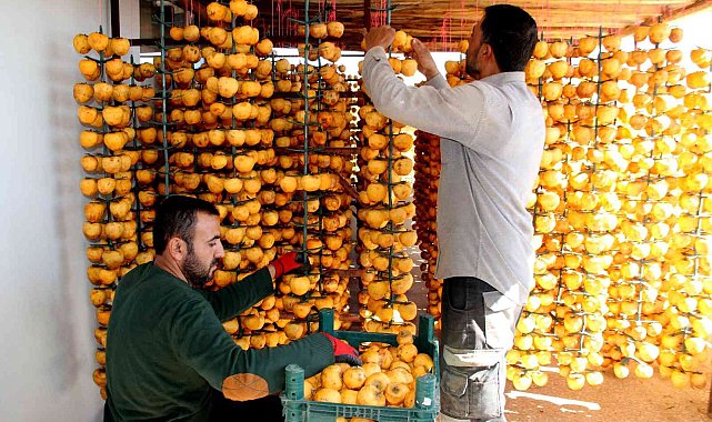 İplere dizilen altın sarısı hurmaların "kuruyemiş" yolculuğu başladı