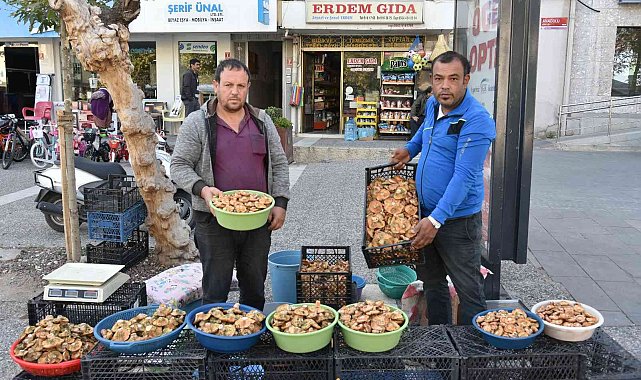 Sezonun ilk melki mantarları Sındırgı'dan