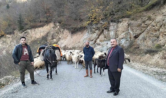 Yaylalarda çobanların sürüleriyle göçü başladı