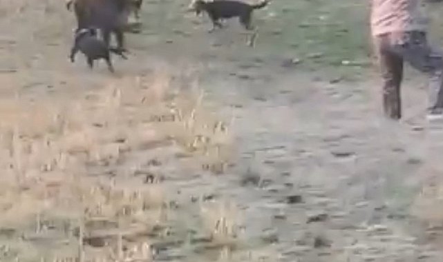 Bolu'da avcıya domuz saldırdı