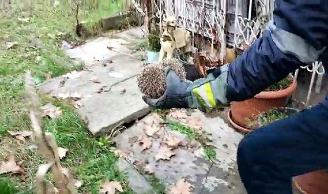 Demir korkuluğa sıkışan kirpinin yardımına itfaiye yetişti