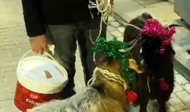Nişantaşı'nda süslenmiş keçiler yılbaşı maskotu oldu