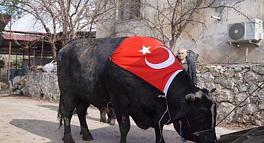 200 bin liraya satıldı, 933,5 kilo karkas et çıktı