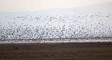 2023 Yılı Kış Ortası Su Kuşu Sayımları Tamamlandı