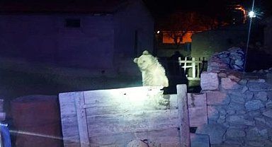 3 gün önce Yozgat'ta görülen gezgin ayı bu sefer Nevşehir'de vatandaşları korkuttu