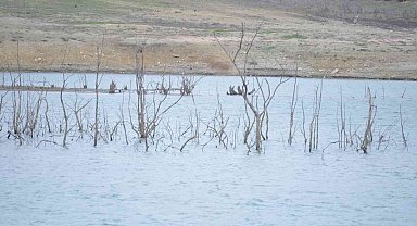 50 yıldır böyle kuraklık görülmedi: Dipteki ağaçlar ortaya çıktı