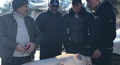 75 kiloluk dev balık tezgâhta alıcı buluyor