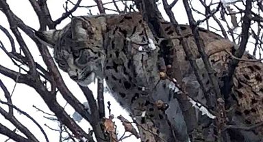 Ağaçta mahsur kalan vaşağı, ekipler kurtardı