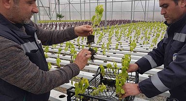 Akuaponik ve hidroponik seralarda üretilen fesleğenler şehri süsledi