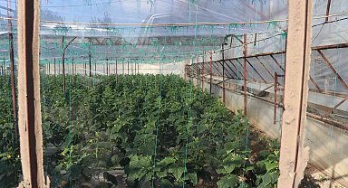 Alanya'nın bereketli topraklarında 12 ay boyunca üretim