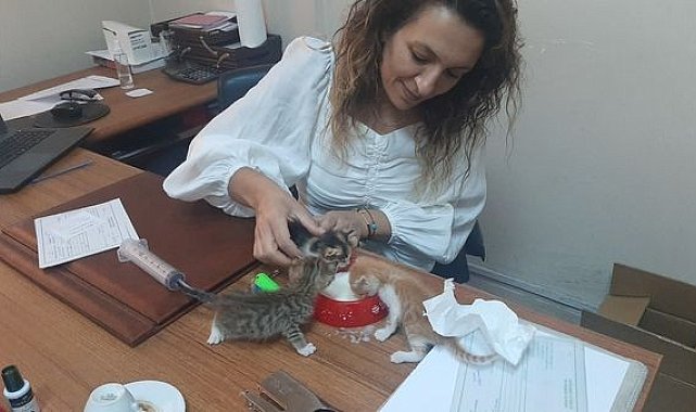Annelerine araba çarpan 5 yavru kedinin bakımı veterinere kaldı