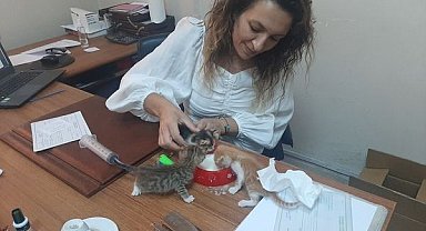 Annelerine araba çarpan 5 yavru kedinin bakımı veterinere kaldı