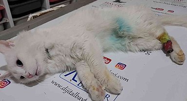 Arka patisi simetrik şekilde kesik bulunan kedi tedavi altına alındı