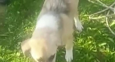 Asi Nehri kenarında mahsur kalan köpek kurtarıldı