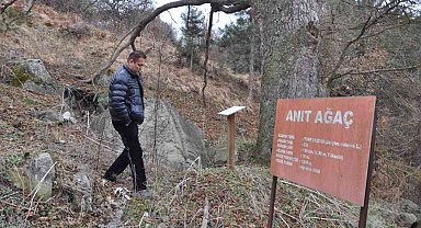 Asırlık fındık ağacı yıllara meydan okuyor