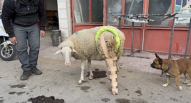 Bacağı kırılan koyuna sanayide aparat yaptılar