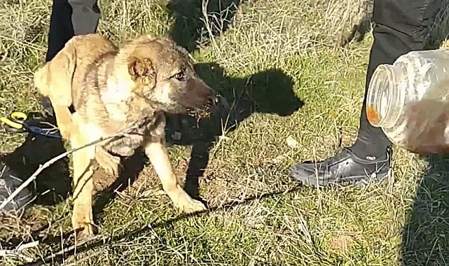 Başı plastik kaba sıkışan köpeği vatandaş kurtardı