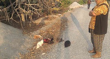 Başıboş köpeklerin telef ettiği tavuklarının başından ayrılmadı