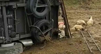 Batman'da koyun taşıyan tır devrildi, onlarca koyun telef oldu