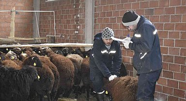 Bayburt'ta devlet desteğiyle koyun varlığı artıyor