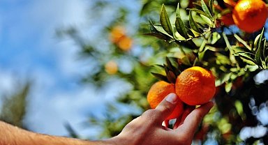 Belediye, elde kalan mandalinaları satın alacak