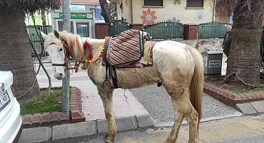 Beyaz atlı kovboy uyarıları dinlemedi, trafik ekipleri atını bağladı