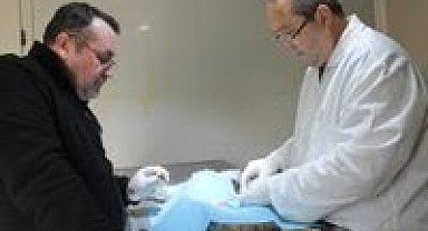 Biga'da sokak hayvanları kısırlaştırılıyor