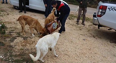 Bilecik'te sokak hayvanları unutulmadı