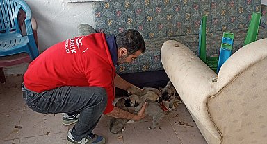 Bingöl'de bakıma ihtiyacı olan anne köpek ve yavruları barınağa götürüldü