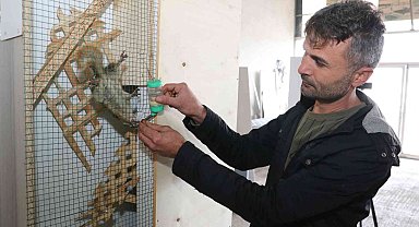 Bitkin halde bulup beslediği sincap atölyenin maskotu oldu