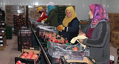Bozova üretilen narlar Avrupa'ya ihraç ediliyor