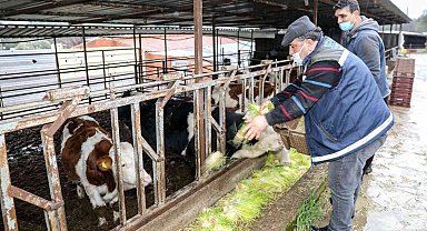 Buca'da günde 5 ton hasıl yem üretimi