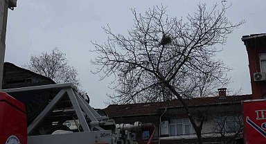 Budadığı ceviz ağacında fenalaşan vatandaşı itfaiye ekipleri kurtardı