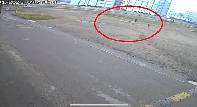 Bursa'da başıboş 10 köpeğin yaşlı kadına saldırması kamerada
