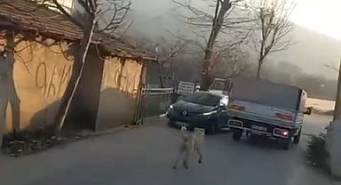 Bursa'da kamyonete bağladığı köpeğe eziyet ederek götürdü