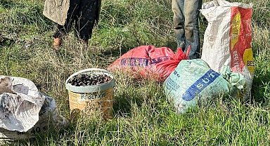 Çaldıkları 155 kilogram zeytin ile suçüstü yakalandılar