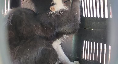 Çatıda mahsur kalan kedi kurtarıldı