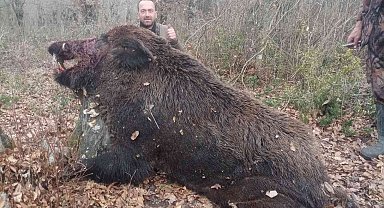 Çaycuma'da 400 kiloluk domuz vuruldu