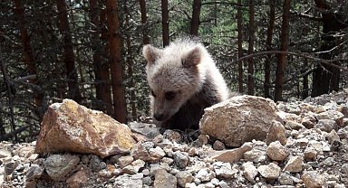 Dağın eteklerinde çoban köpekleri ayıyı kovaladı