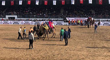 Denizli'de 120 pehlivan deve güreşmeye başladı