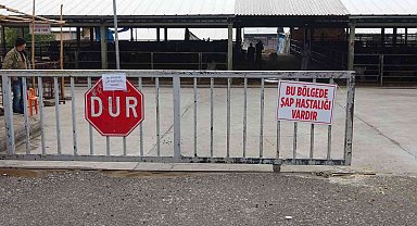 Denizli'de şap alarmı