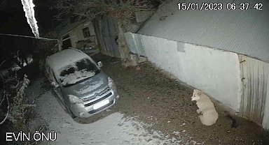 Depreme uykusunda yakalanan köpeğin o anları kamerada